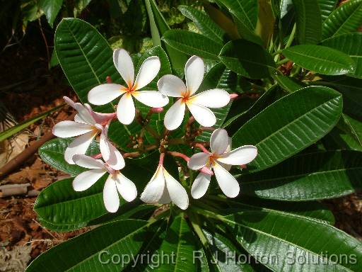 Frangipani P. obtusa Darwin Petite Pink 